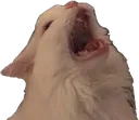 screamcat
